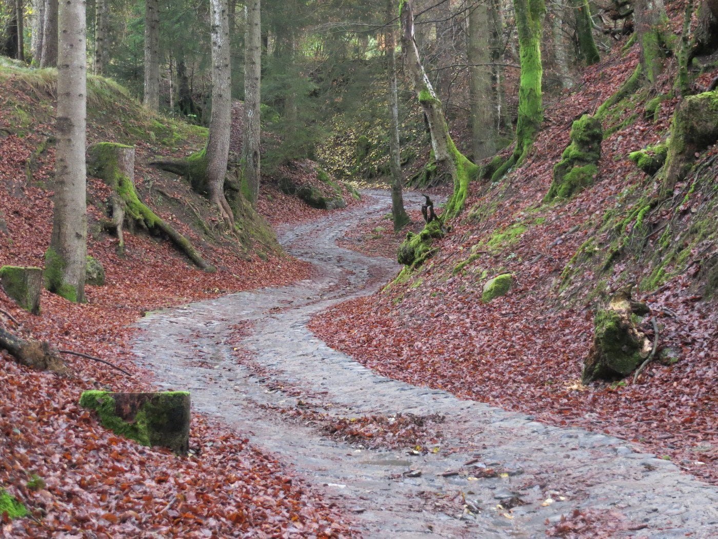 Sentiero nel bosco sull'altopiano di Bossico